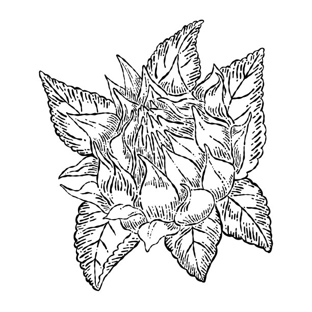 手绘向日葵孤立的白色背景。矢量插图在复古风格。图片下载