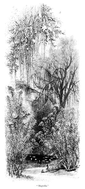 木兰树，查尔斯顿，南卡罗来纳州，美国，地理图片下载