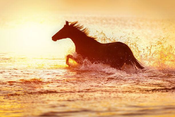 夕阳下，马儿在水中奔跑图片下载