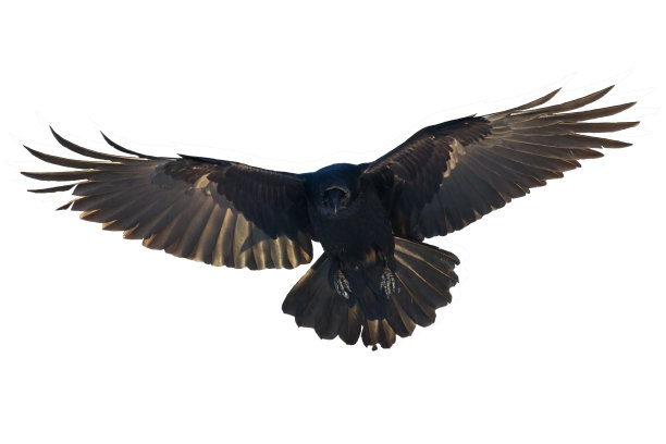 鸟类飞行乌鸦孤立在白色背景乌鸦。万圣节图片下载