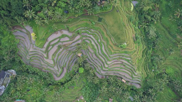 Tegalalang梯田稻田鸟瞰图图片下载