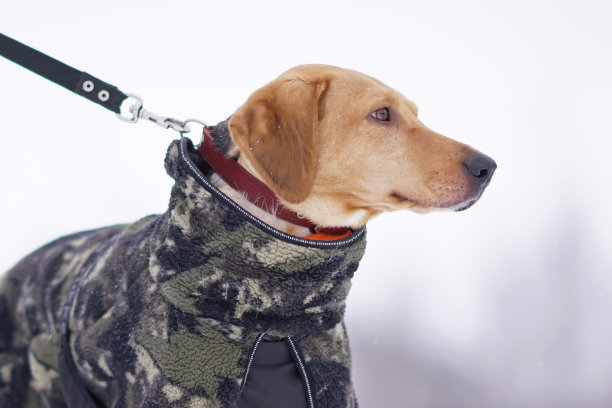 这是一只可爱的小鹿杂种狗在冬天穿着红色衣领和卡其迷彩保暖夹克在户外摆拍的照片图片下载