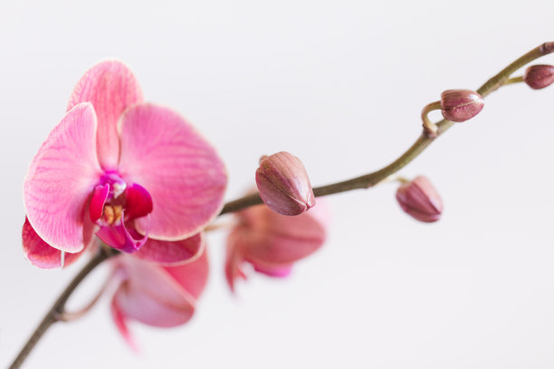 明亮的自然阳光下明亮的粉红色开花兰花植物的空白白色背景与复制空间的充满活力的微距照片图片下载