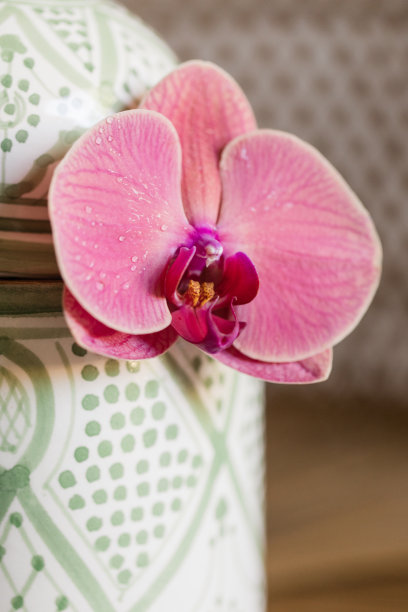 明亮的粉色兰花在手绘的鼠尾草绿和白色陶瓷陶罐上，坐在中性背景的复古藤孔雀椅上图片下载