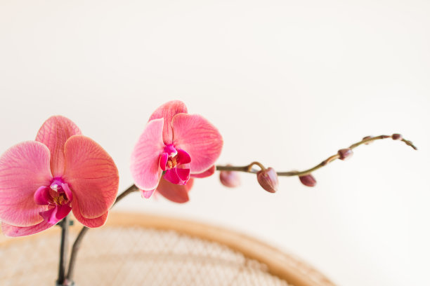 盛开的亮粉色和橙色兰花植物在复古藤制孔雀椅与中性背景图片下载