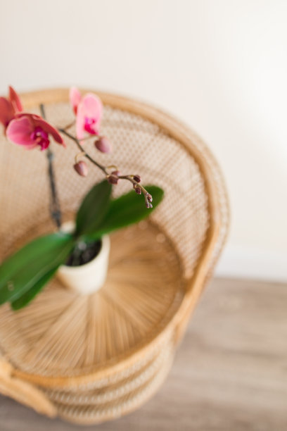 盛开的亮粉色和橙色兰花植物在复古藤制孔雀椅与中性背景图片下载