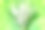 铃兰(铃兰)-束花与散景光图片下载