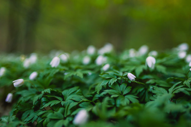 精灵森林。春天的花朵图片下载