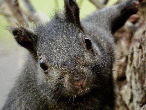 好奇的东部灰松鼠的特写-紧紧抓住树干在完整的框架图片下载