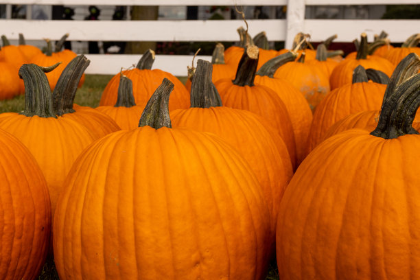 农场的万圣节南瓜图片下载