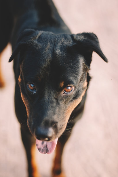 黑色恐怖狗图片下载