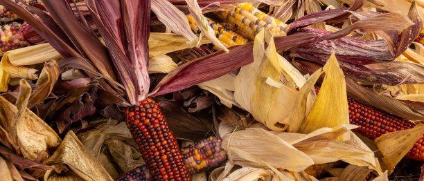 新鲜玉米收获背景图片下载