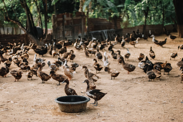 泰式鸭图片下载