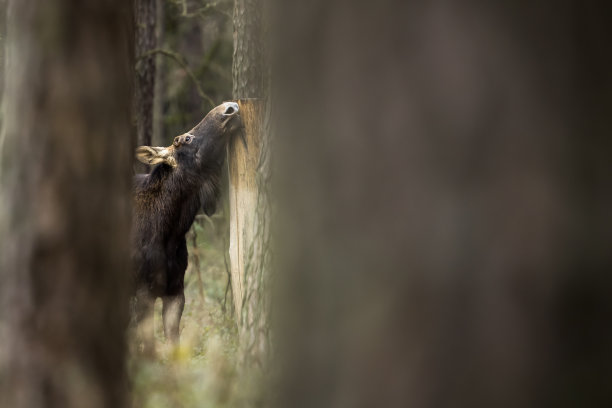 驼鹿(Alces Alces)图片下载