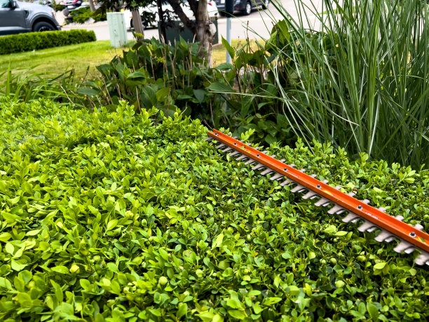 园林设计师正在用电锯修剪树篱图片下载