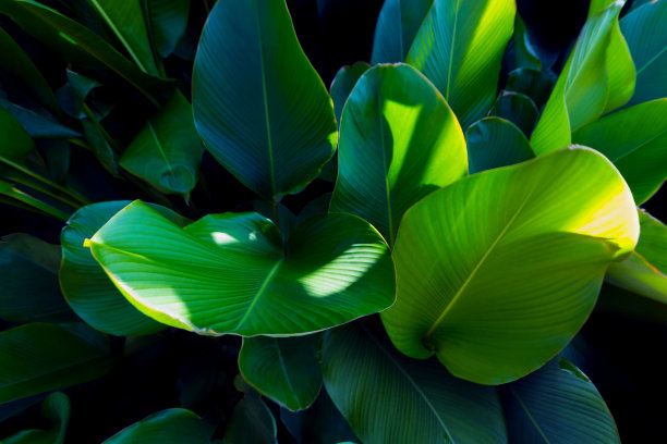 深绿色热带叶群。黄花菖蒲叶。图片下载