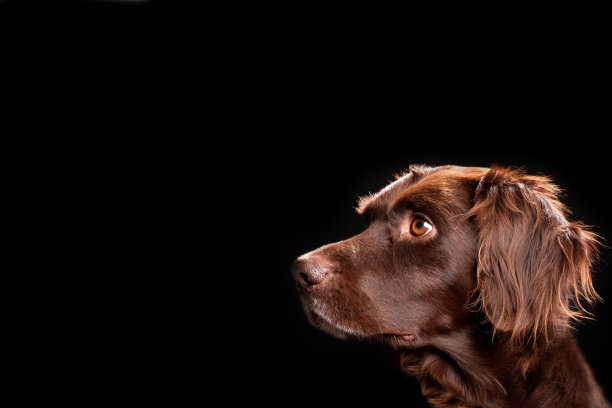 小Munsterlander狗，复制空间，黑色背景图片下载