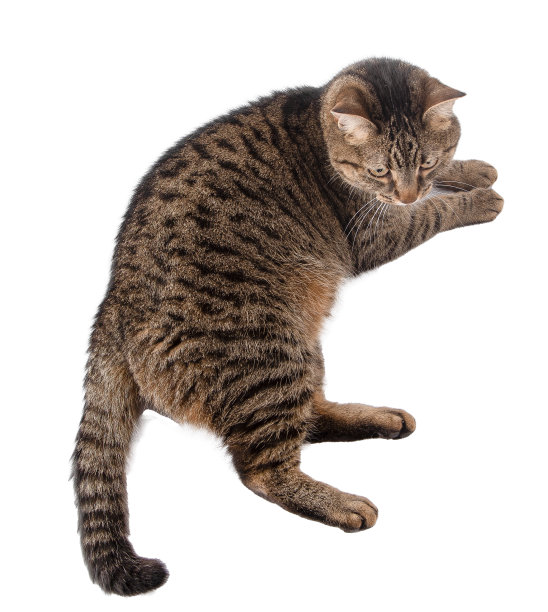 猫孤立于白色之上。图片下载