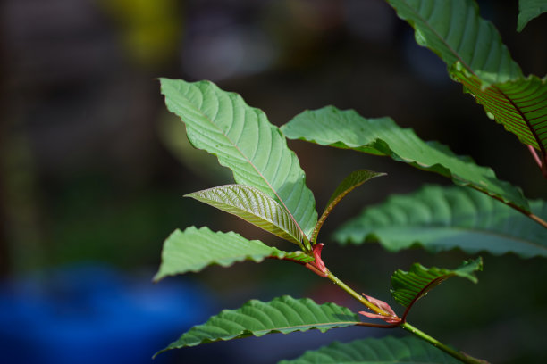 mitragyna speciosa或Kratom叶子的特写视图图片下载