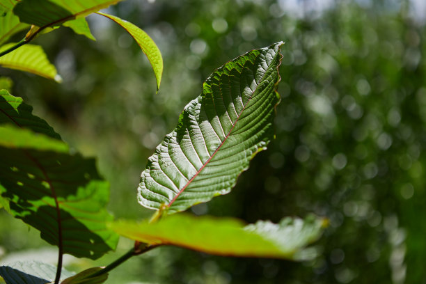 mitragyna speciosa或Kratom叶子的特写视图图片下载