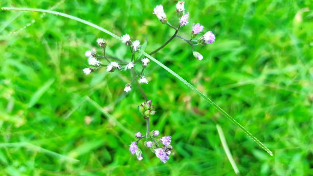 白色的花图片下载