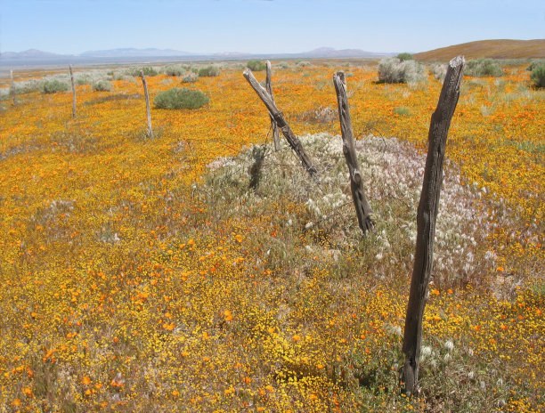 一路走来图片下载