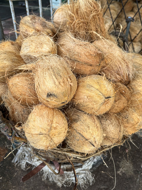 户外形象，农产品市场摊位展示一堆成熟的椰子在笼篮，椰子，高架视图图片下载