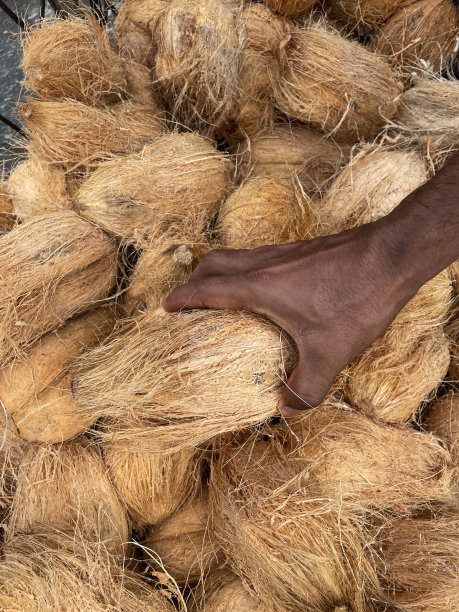 户外全帧图片，农产品市场摊档展示一堆成熟的椰子，面目全非的人选择热带核果，椰子，高处的视野图片下载