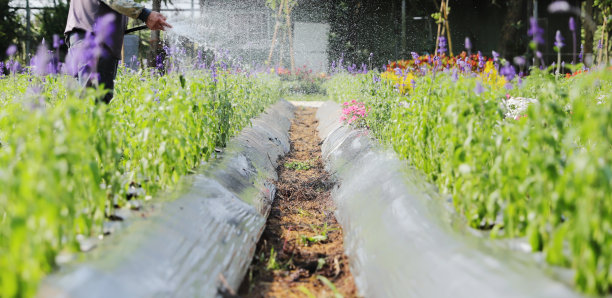 一个园丁正在花圃里给花浇水图片下载