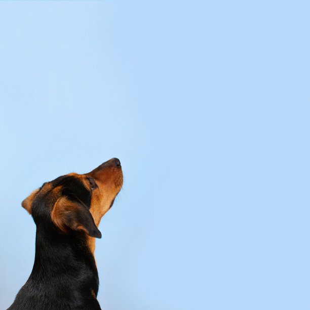 工作室肖像的混血狗。收养的流浪狗，黑色和棕色，蓝色背景上有短毛。图片下载