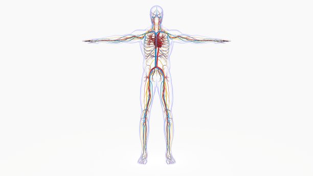用于医学概念3D渲染的人体心脏解剖图片下载