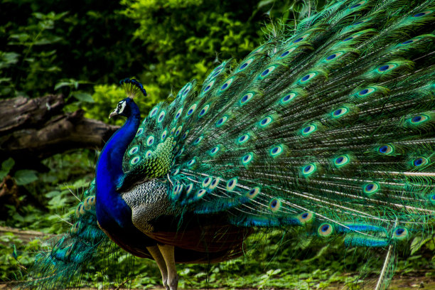 印度男子孔雀舞的各种舞蹈姿势图片下载