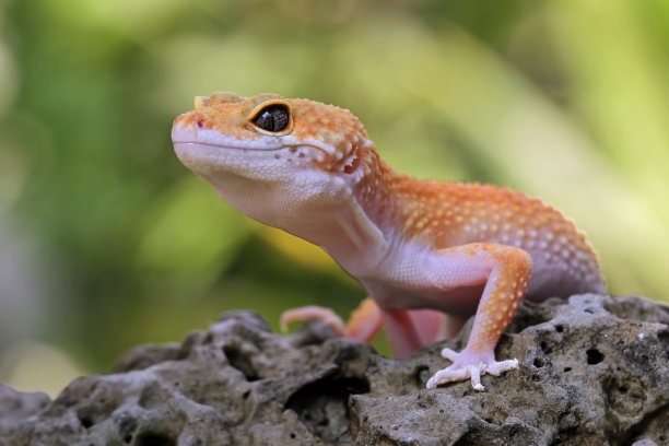 豹壁虎蜥，肥尾壁虎，黄斑斑蝶图片下载
