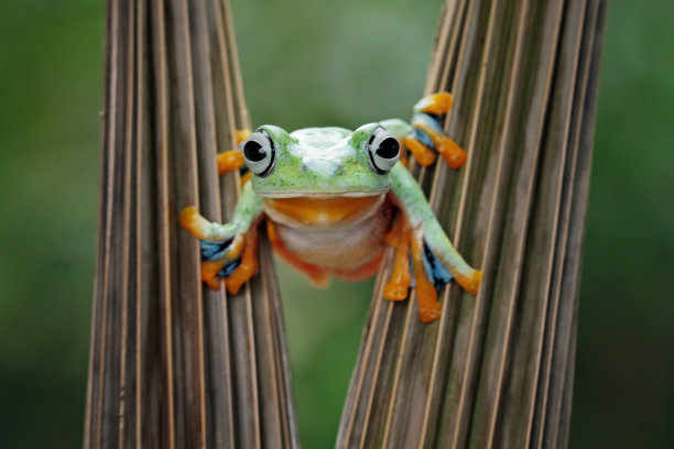 飞在干树叶上的树蛙(黑树蛙)图片下载