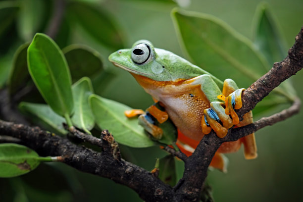 树枝上的飞树蛙图片下载