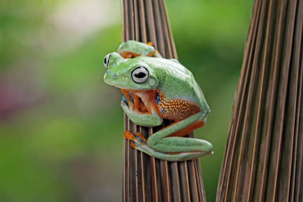 飞在干树叶上的树蛙(黑树蛙)图片下载
