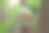 飞在干树叶上的树蛙(黑树蛙)图片下载