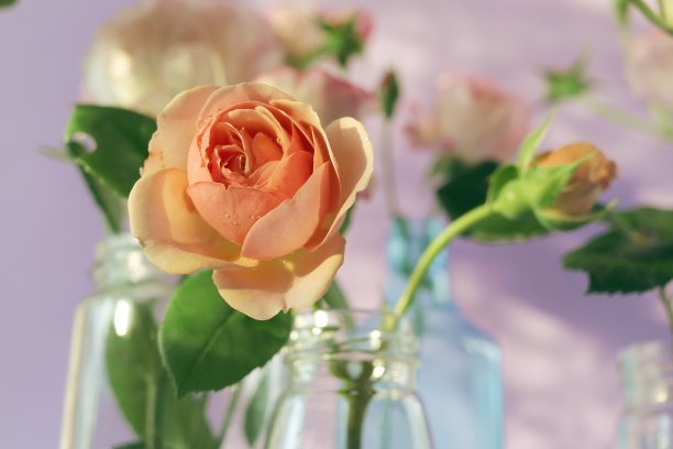 新鲜的粉红玫瑰插在透明的玻璃花瓶里，鲜花代表着浪漫的问候图片下载
