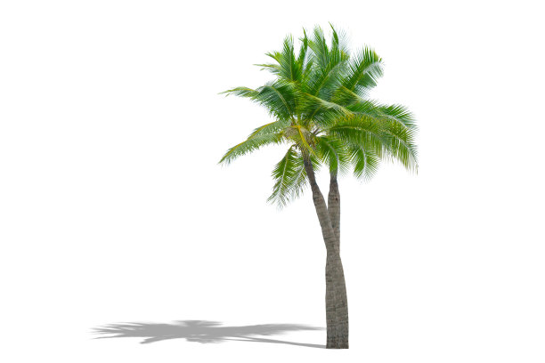 椰子。图片下载