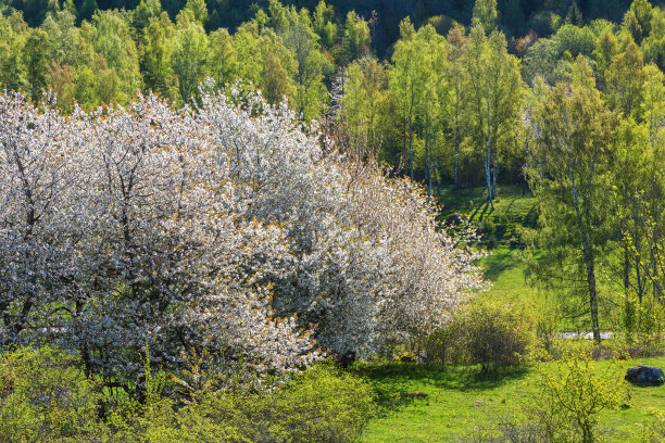 开花的樱花树春天的风景图片下载