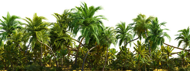 在白色透明的背景上，一组棕榈树相互挨着。三维渲染图图片下载