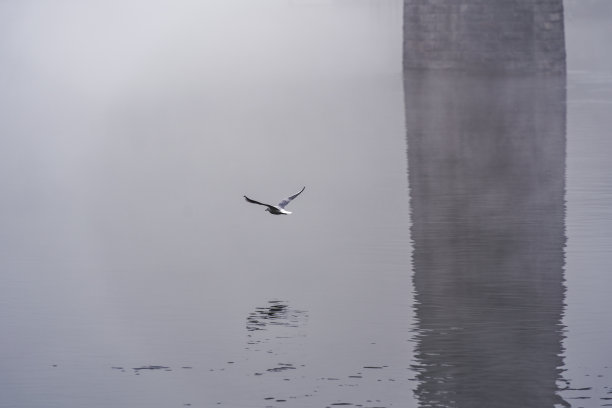 在一个灰色的冬日早晨，海鸥飞过莱茵河，在沙夫豪森市映出美丽的倒影。图片下载
