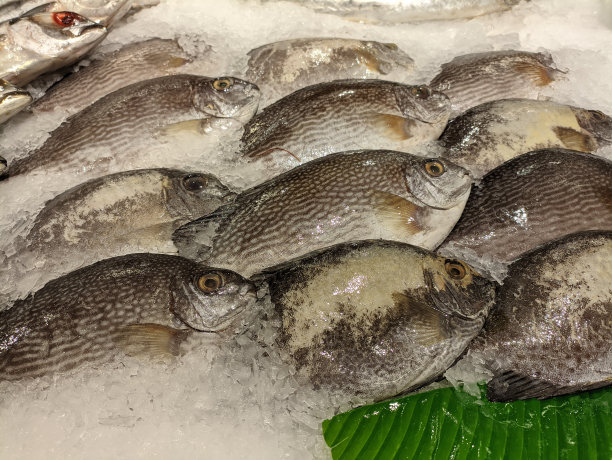 养殖出来的新鲜巴龙鱼被储存在一个冰盒里，这样它们就很耐用了。图片下载