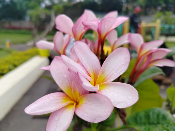 鸡蛋花花图片下载