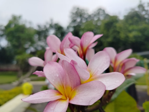 鸡蛋花花图片下载