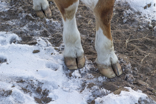 牛腿蹄子特写。大母牛站在农场地上图片下载