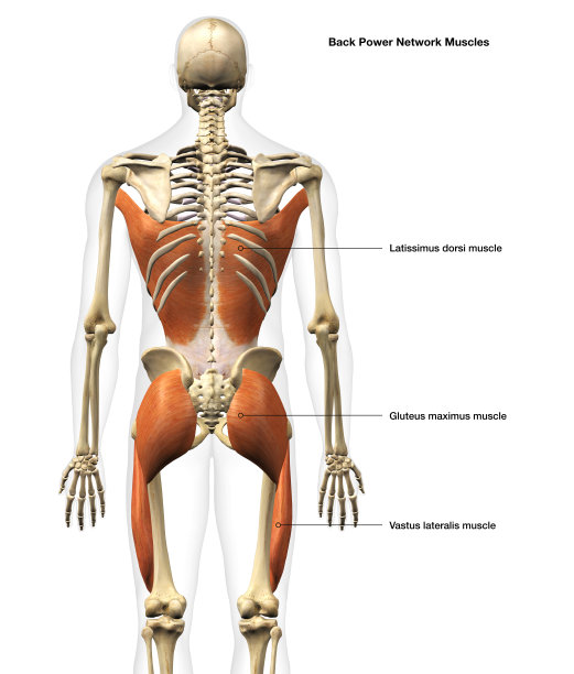男性背部力量肌肉在白色背景与文本标签图片下载