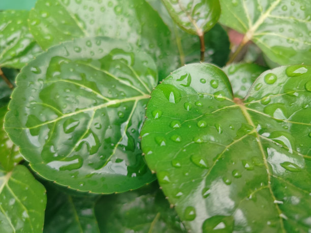 芒果叶照片图片下载