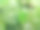 芒果叶照片图片下载