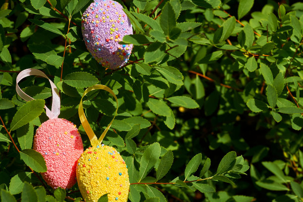 阳光明媚的春日，冷杉树枝上的五彩缤纷的复活节彩蛋图片下载